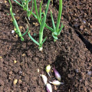 How to Make an Antibiotic with Garlic