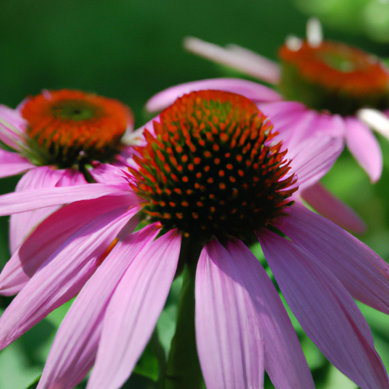 How to Make an Antibiotic with Echinacea