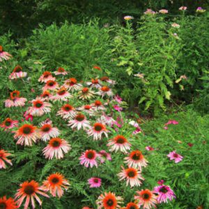 How to Make an Antibiotic with Echinacea